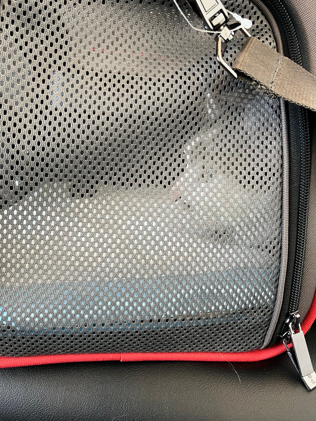 Chester’s Tale: The Journey from Oakland to&nbsp;Ljubljana