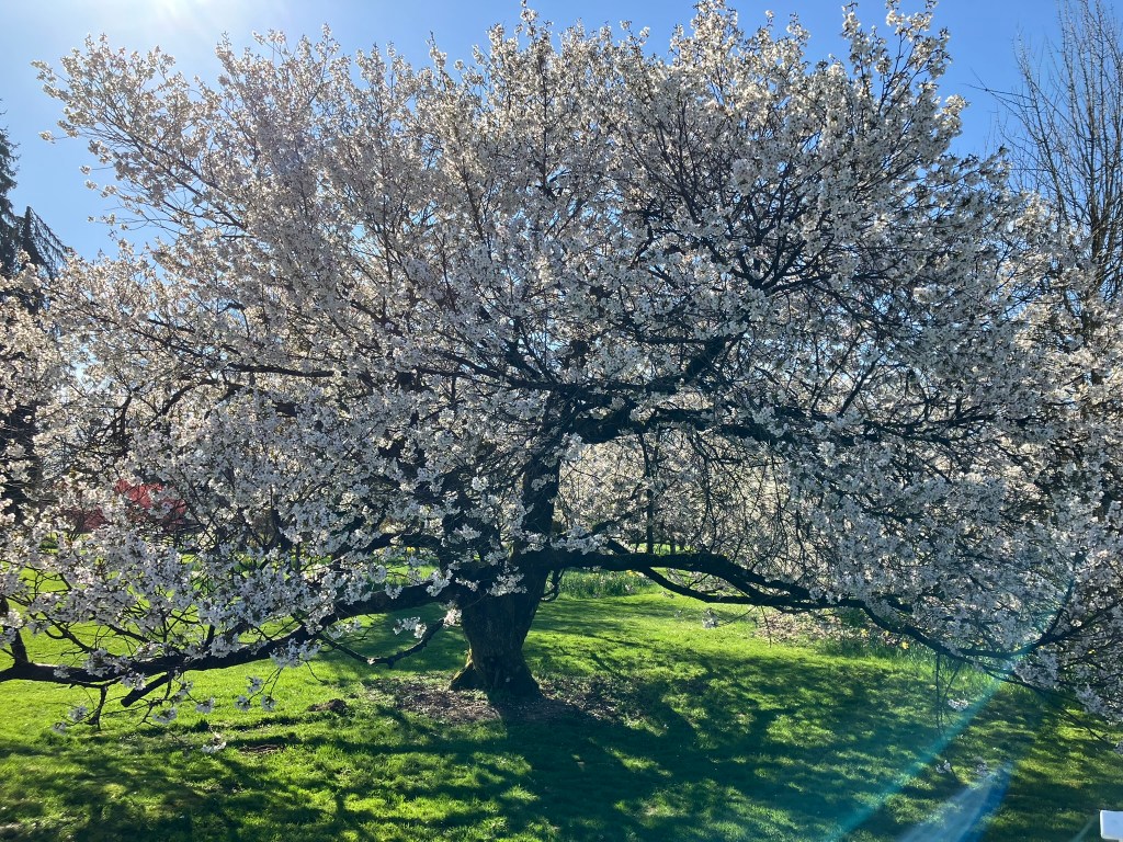 Tulips, Daffodils, and a Lot More at Volčji Potok&nbsp;Arboretum